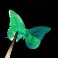 Synthetischer Schmetterlingsflügel aus dem 3D-Drucker (Foto: Jeroen Sol)