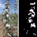 Apfelbaumblüten im Original und in der Bildverarbeitung durch Künstliche Intelligenz (Fotos: psu.edu)