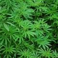 Cannabis: Amazon drängt auf Legalisierung (Bild: pixabay/Rexmedien)