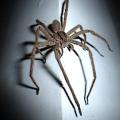 Spinne: Tiere sind auch nach dem Tod noch nützlich (Foto: lolaclinton, pixabay.com)